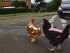 Chickens cross the road2