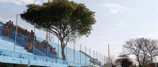 Парагвайцы выписали вечный абонемент дереву