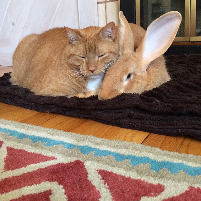 Необычная дружба кролика Уоллеса и кота Гаса