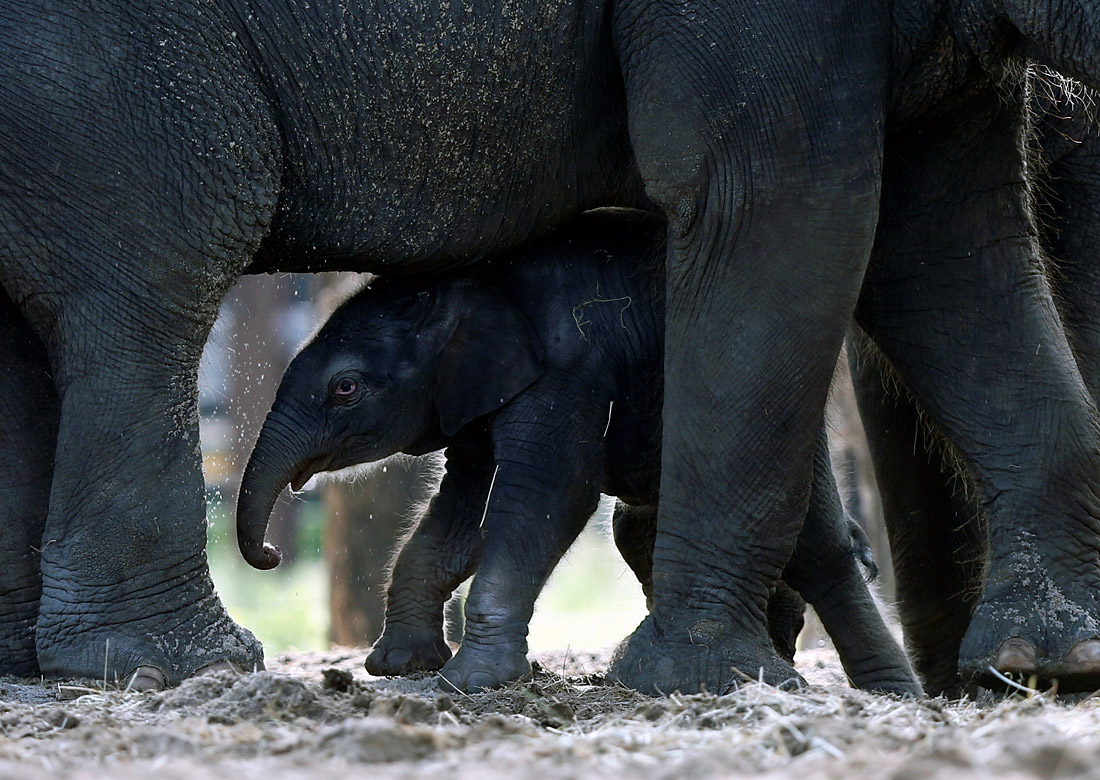В бельгийском парке Пайри Дайза показали новорожденного слоненка. Фото: Reuters