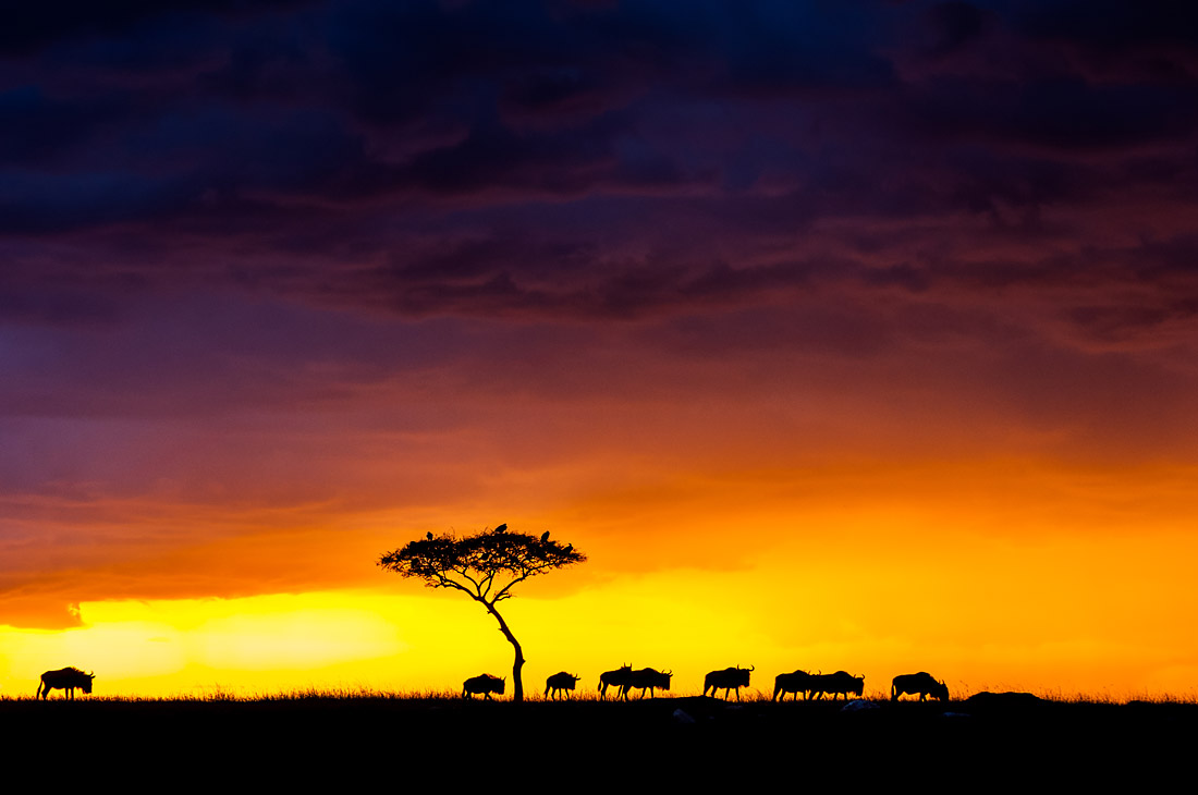 Чарующая красота Национального парка Масаи-Мара в Кении