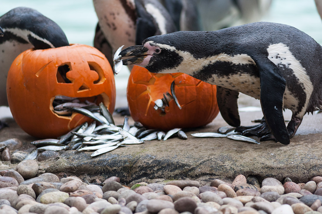 К Хэллоуину готовятся даже пингвины