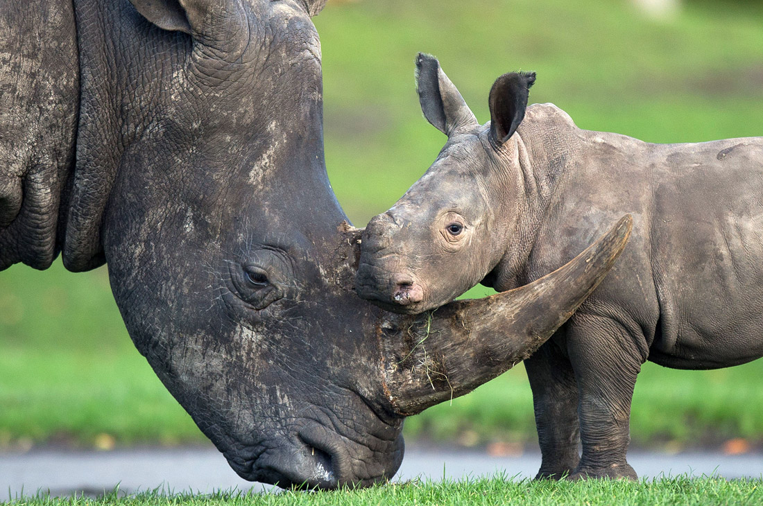 В Британском сафари парке родился носорог