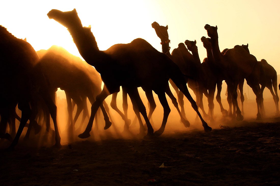 В индийском Пушкаре началась ярмарка верблюдов