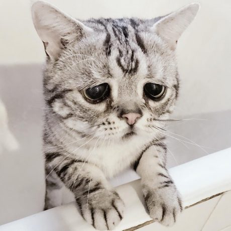 грустная кошка из Китая