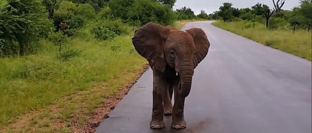 Недовольный слоненок порадовал туристов в ЮАР
