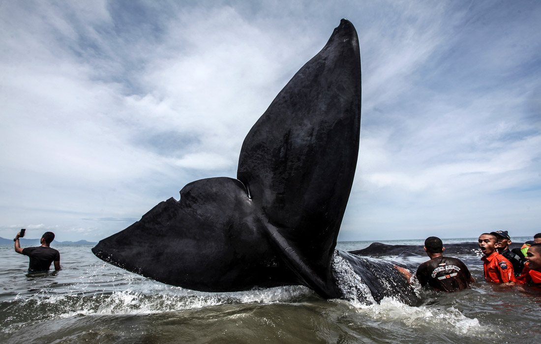 В Индонезии спасли 6 выбросившихся китов