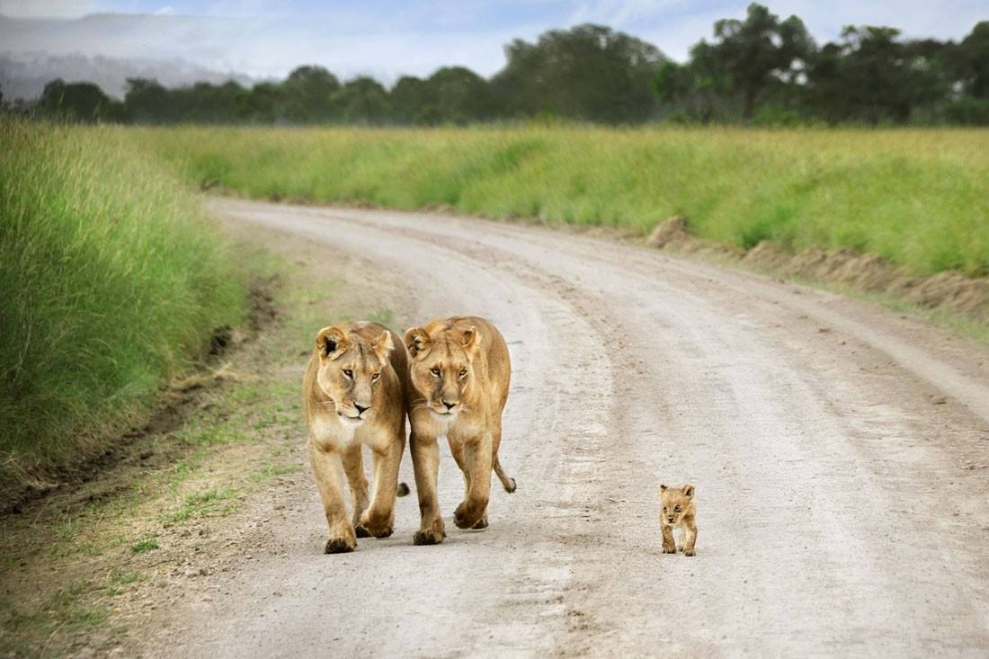 Семейство львов на прогулке