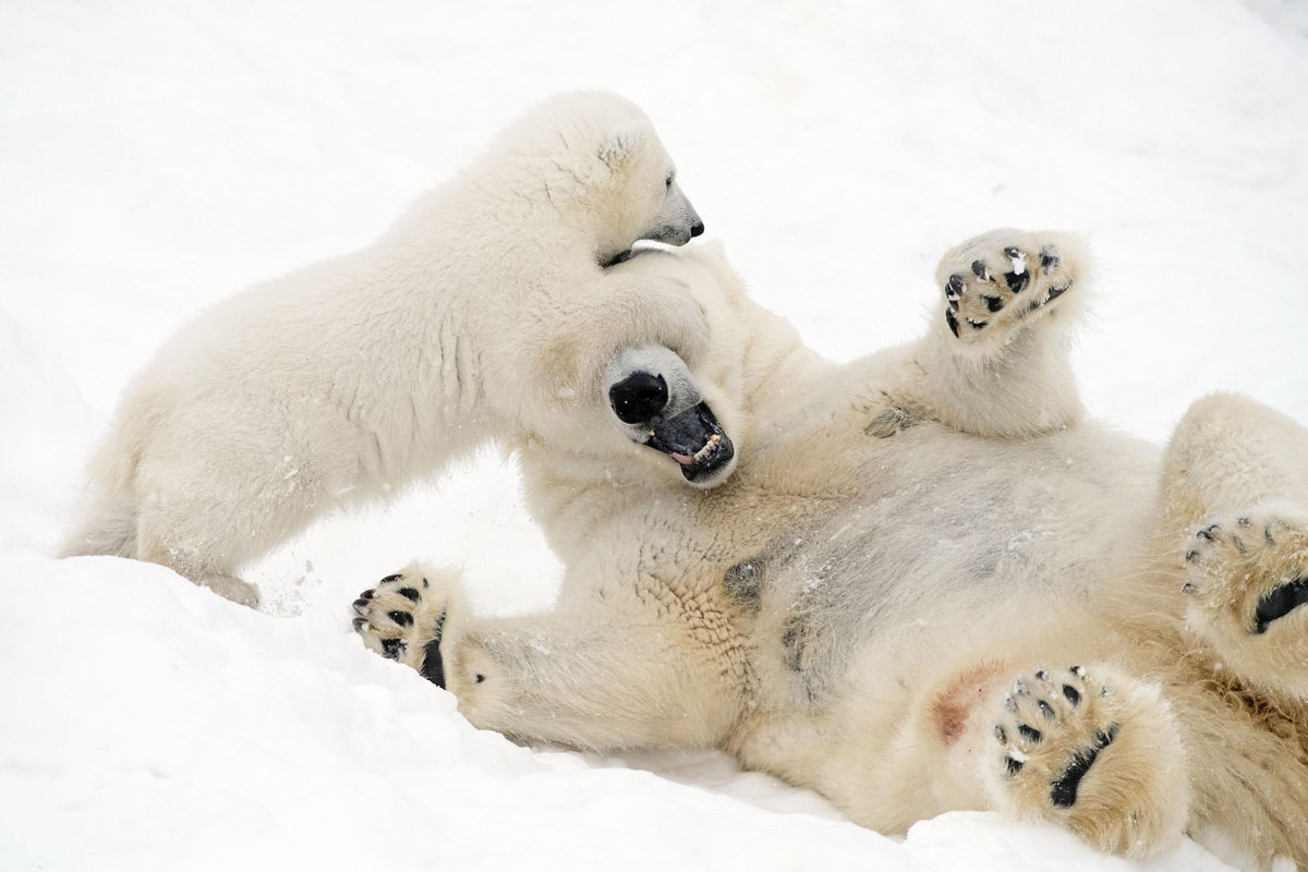 Забавные игры в снегу. Фото JOHN DANIELS / ARDEA / CATERS NEWS AGENCY