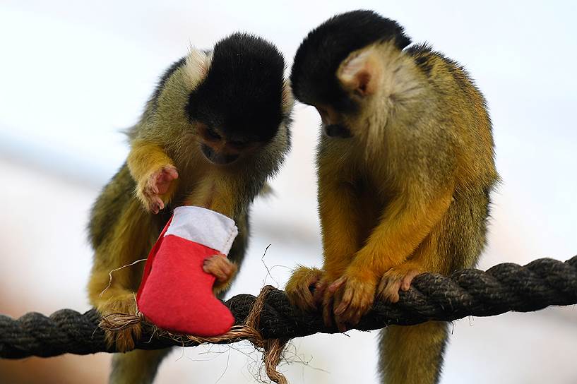 мартышкам из Лондонского зоопарка Санта Клаус уже принес подарки