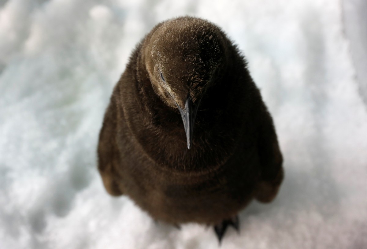 Королевский пингвин родился в неволе. Это редкое явление недавно произошло в зоопарке Сингапура. Птенца уже можно увидеть воочию.