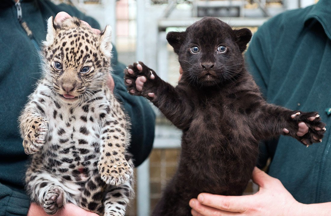 В венгерском зоопарке показали детенышей ягуара