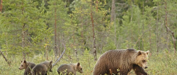 Лайфхак от шведских медведей в борьбе с охотниками