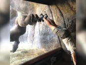 позитивное видео с гориллой