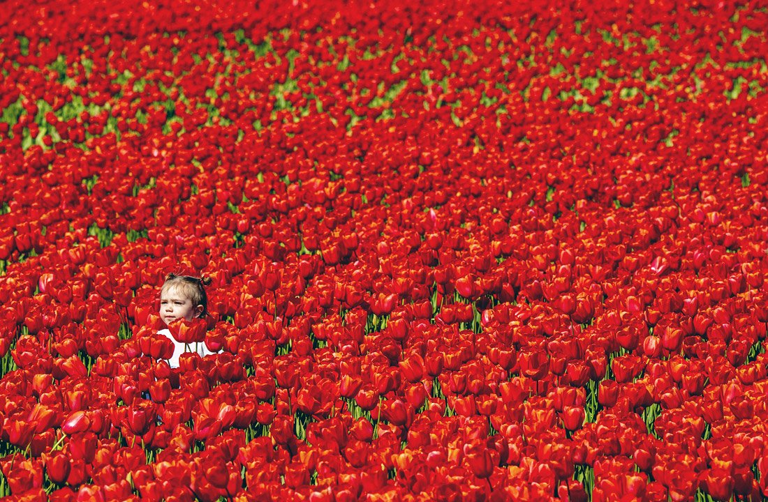 Поле тюльпанов в Голландии
