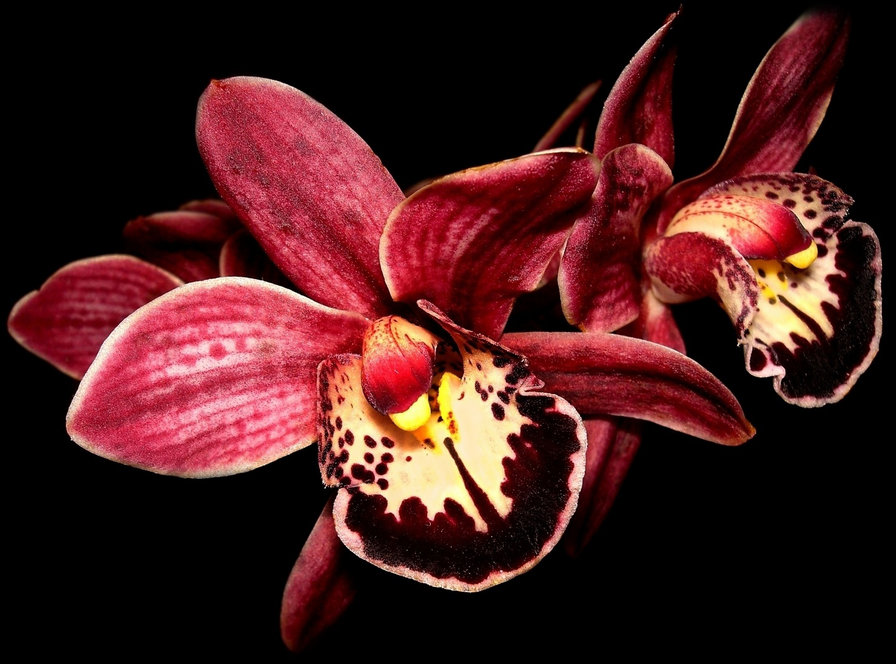 орхидеи01