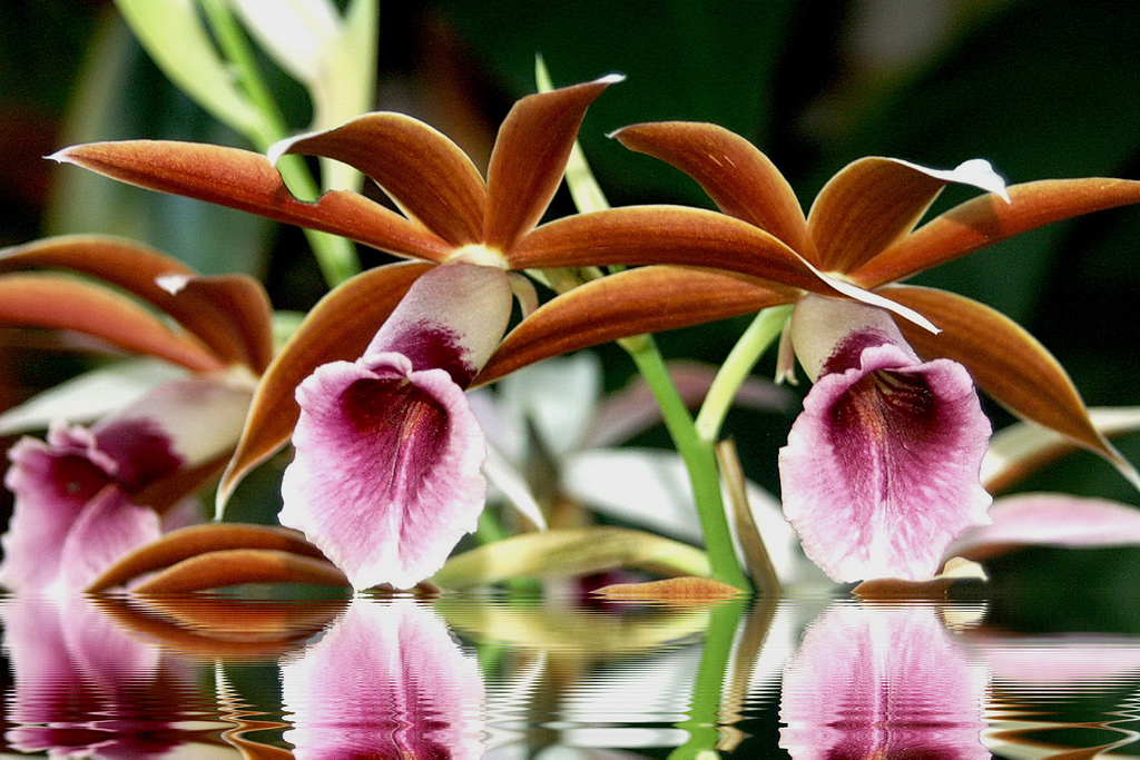 красочные цветы орхидеи