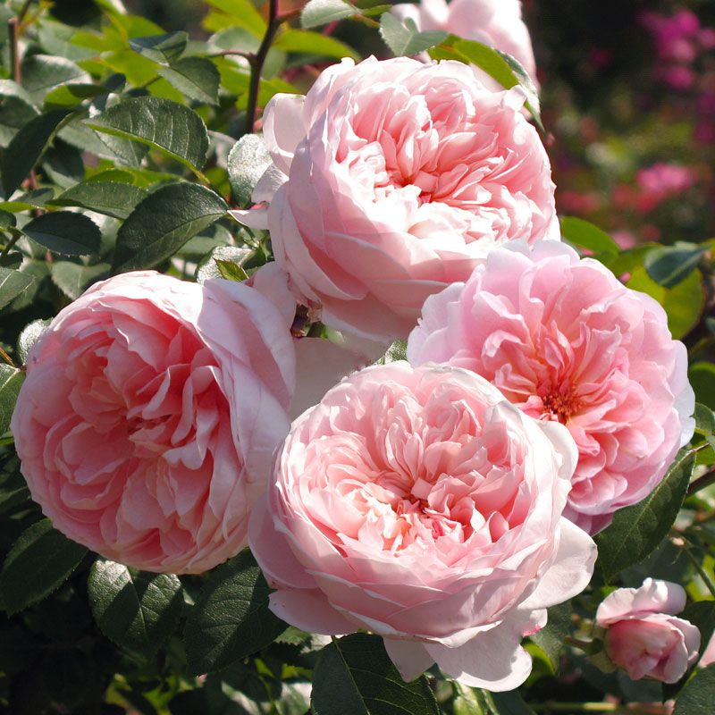 красивые цветы - пионовидные розы