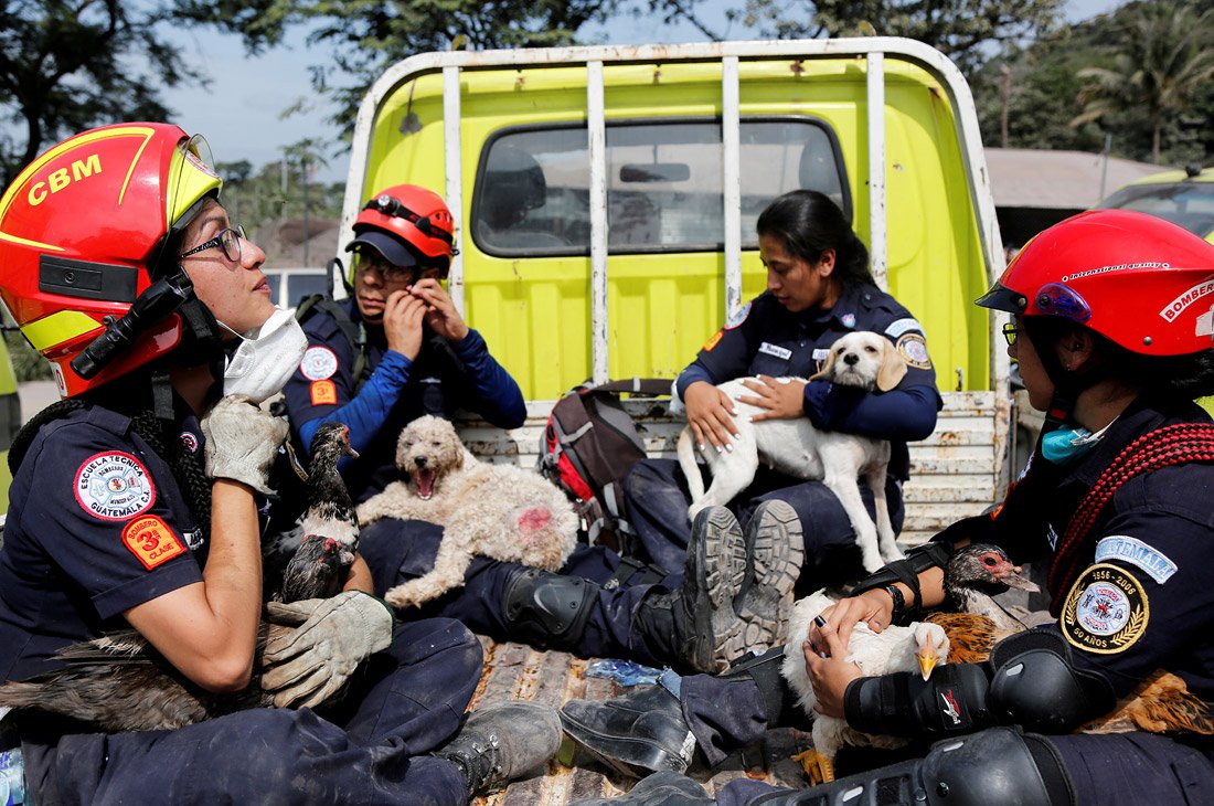 Спасенные от вулкана собаки в Гватемале