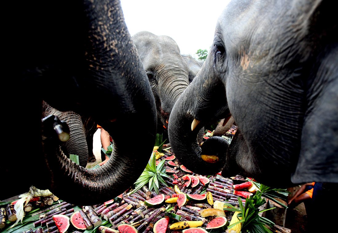 Слоны в Wingabaw Elephant Camp