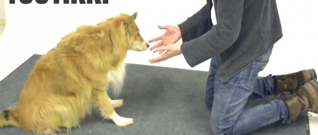 Финский фокусник забавно троллит собак