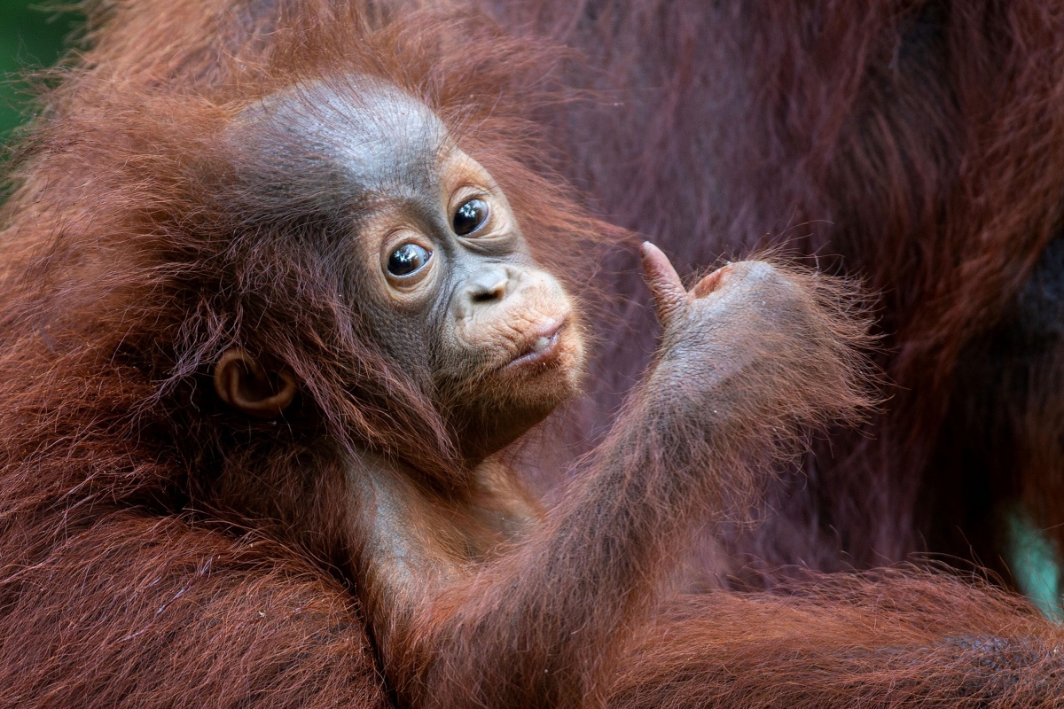 Все ок! от орангутанга из зоопарка Танджунгпутинг. Фото MOGENS TROLLE