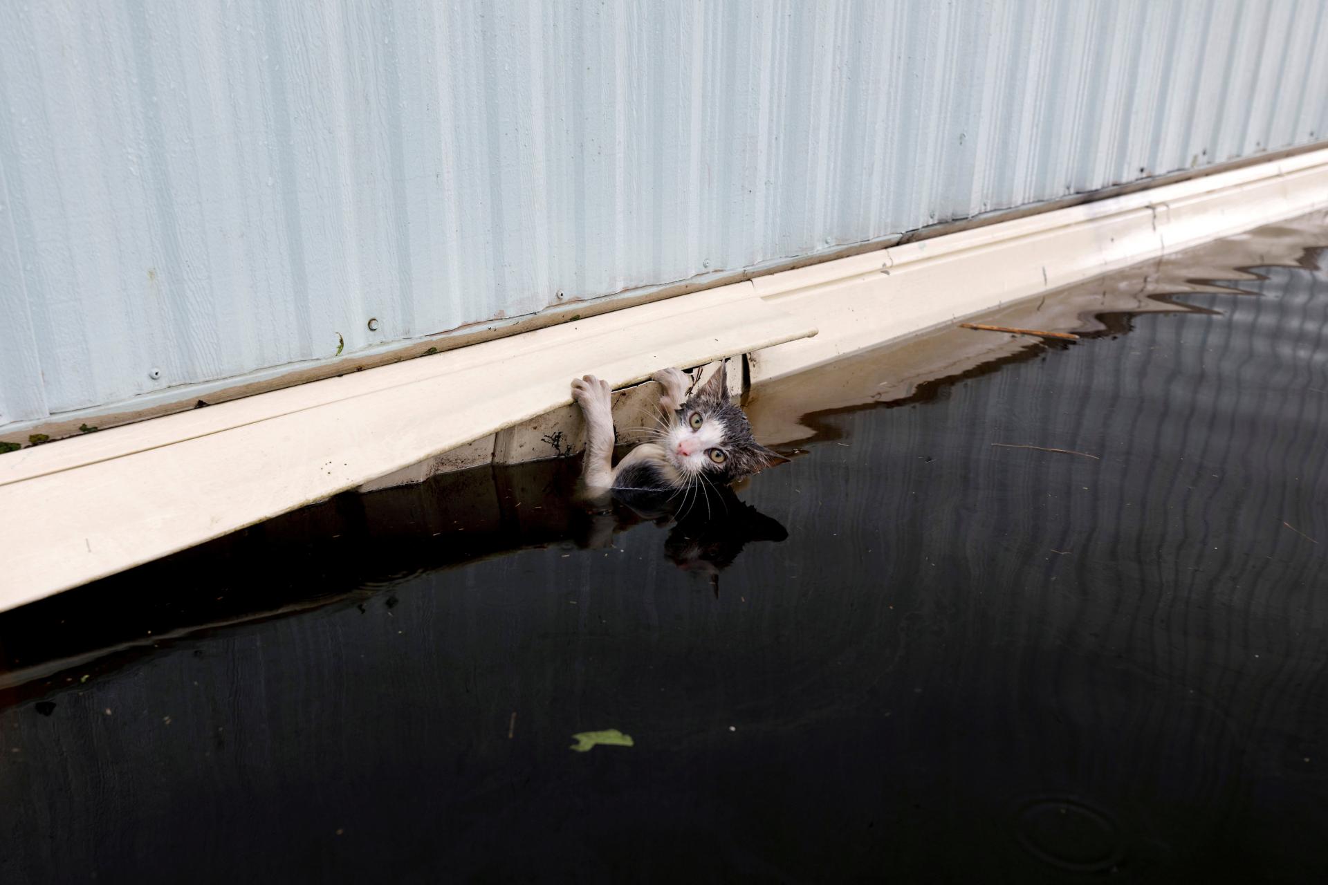 Кота спасают после наводнения в Северной Каролине