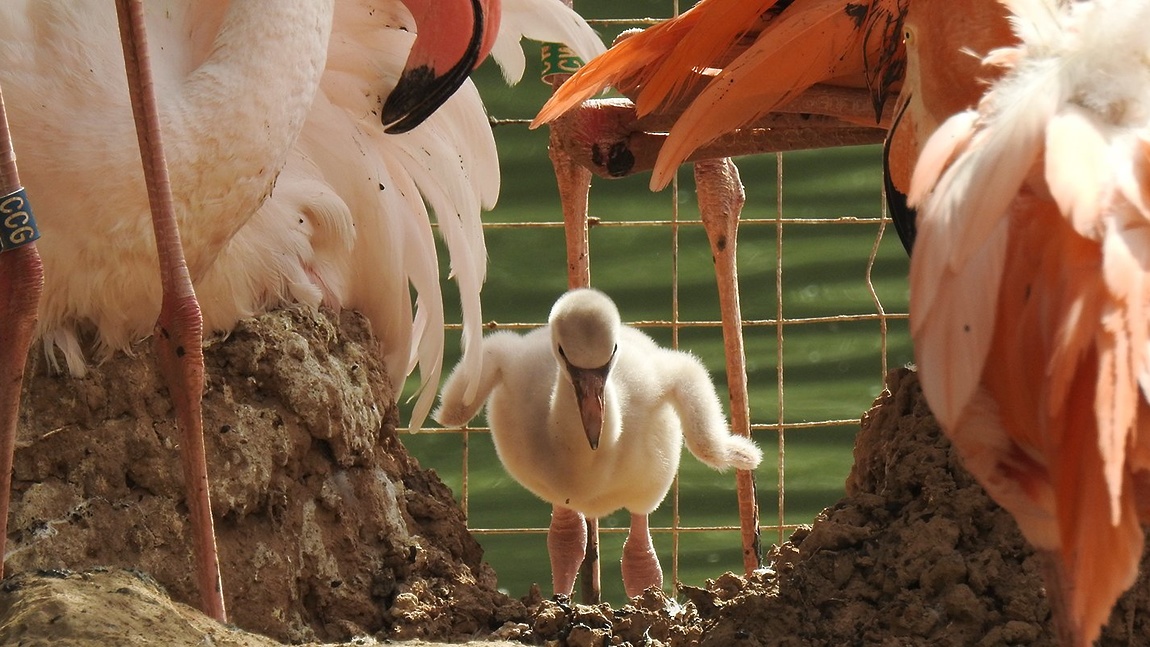 Фламинго в пражском зоопарке делают первые шаги