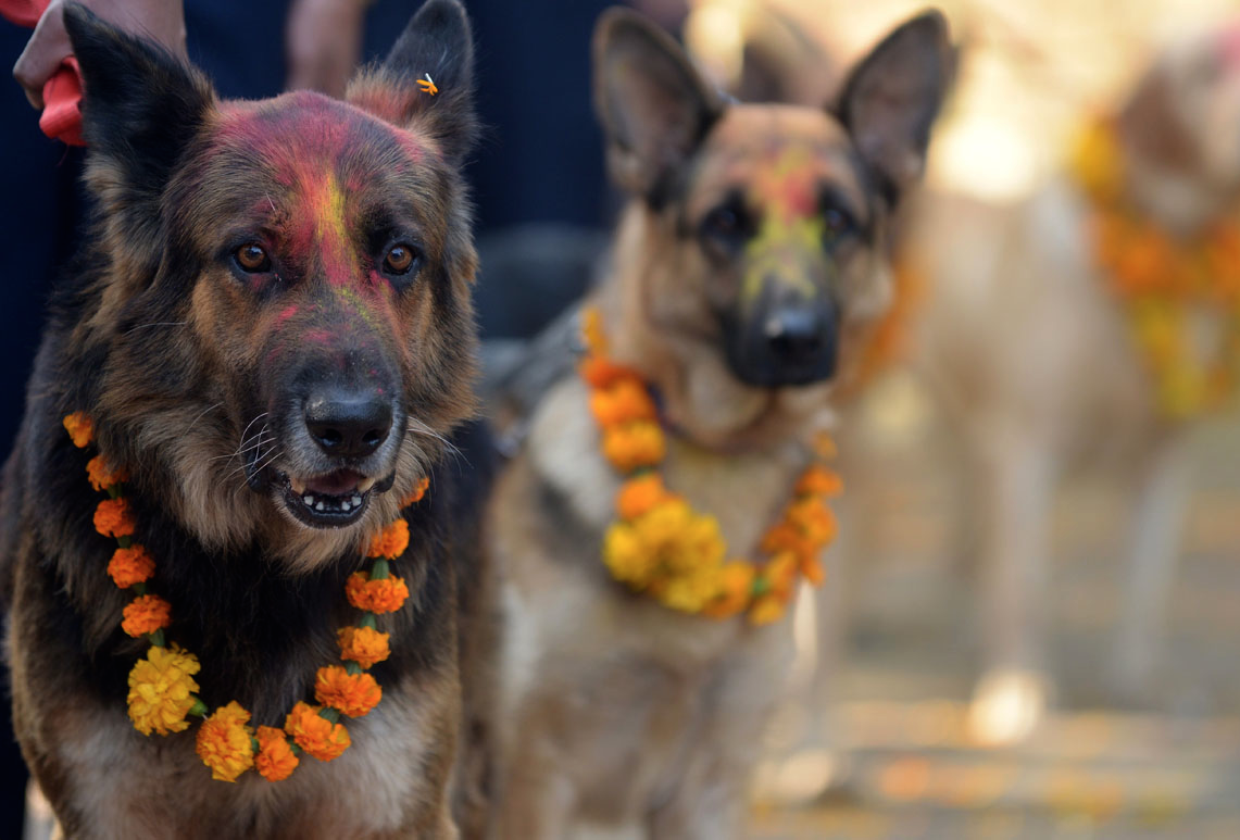 В Непале начался праздничный день для собак