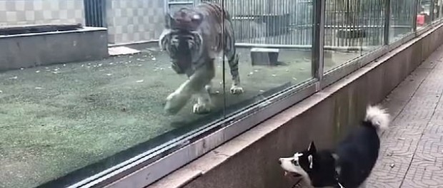 Тигр и хаски устроили в зоопарке забавные побегушки
