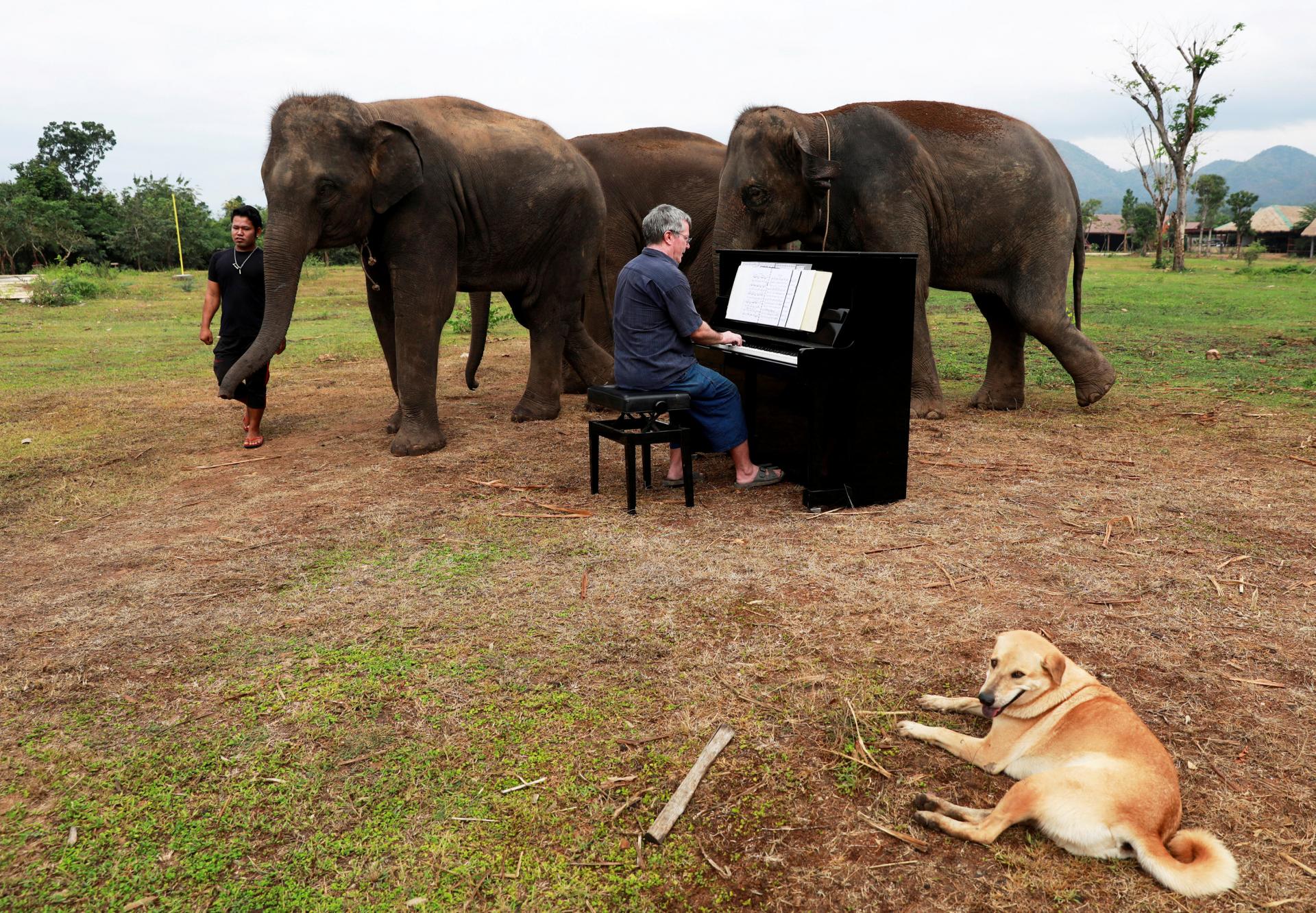 Музыкальная терапия для слонов