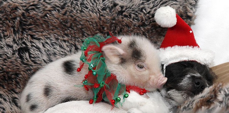 С Новым годом, свиньи!