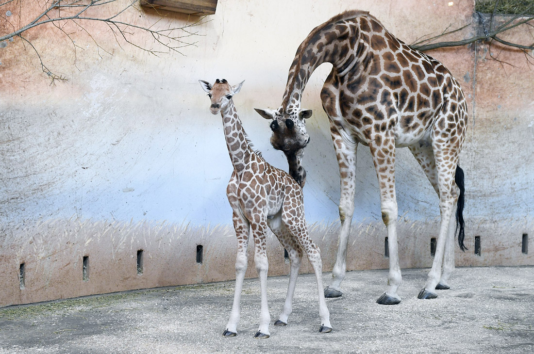 В Пражском зоопарке появился детеныш жирафа