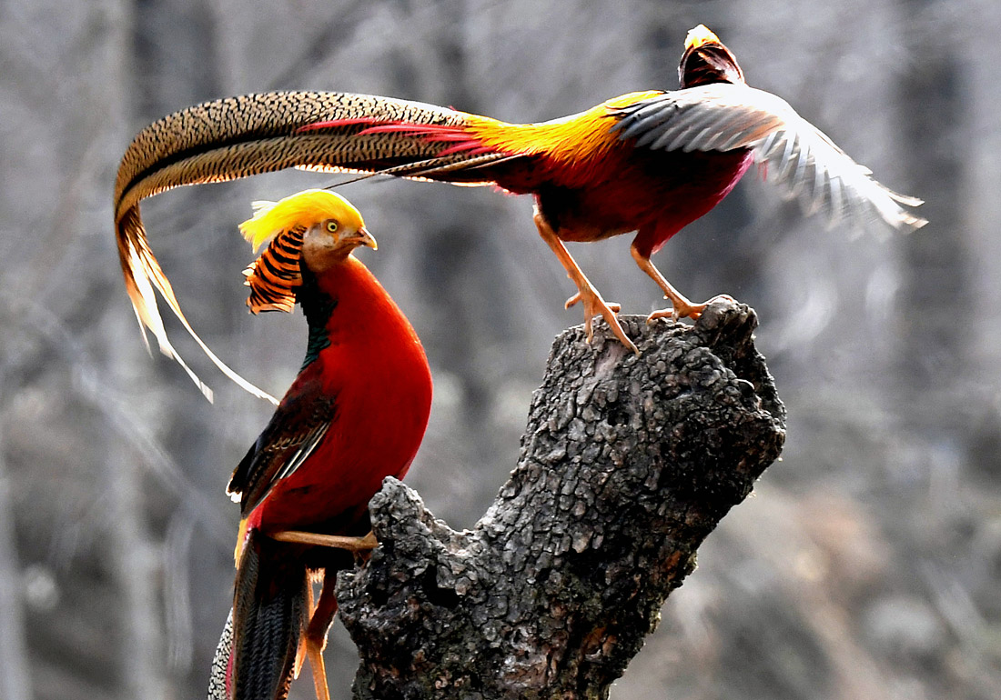 золотистые фазаны