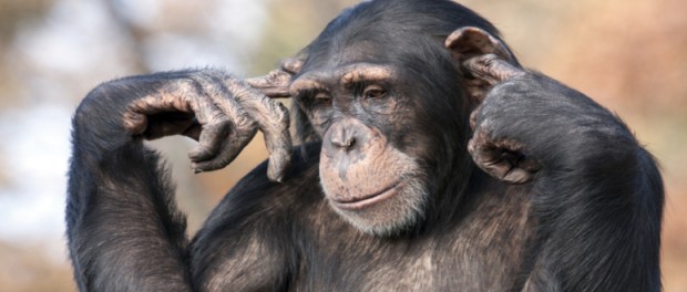 Американцы «социализировали» шимпанзе