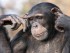 Chimpanzee with fingers in it's ears.