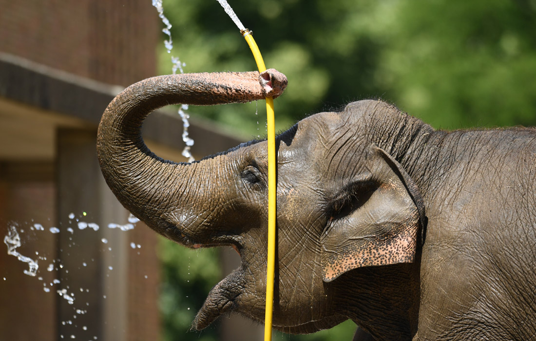 Июньская жара бьет рекорды - даже слонам жарко!