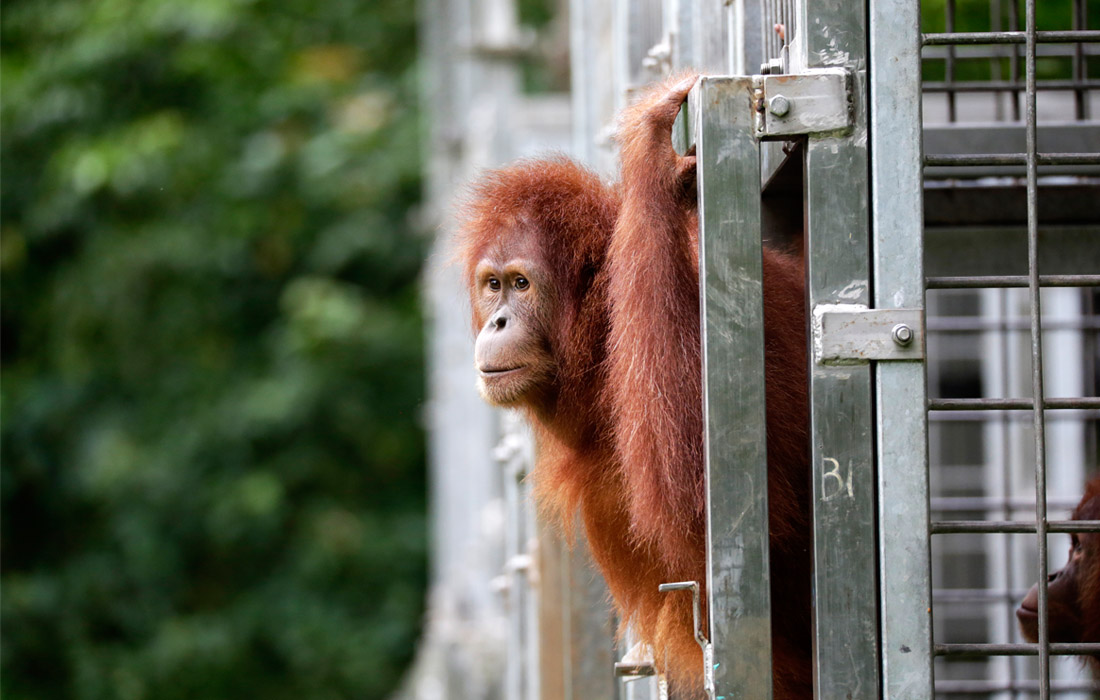 На свободу с чистой совестью - суматранского орангутана выпустили в дикую природу