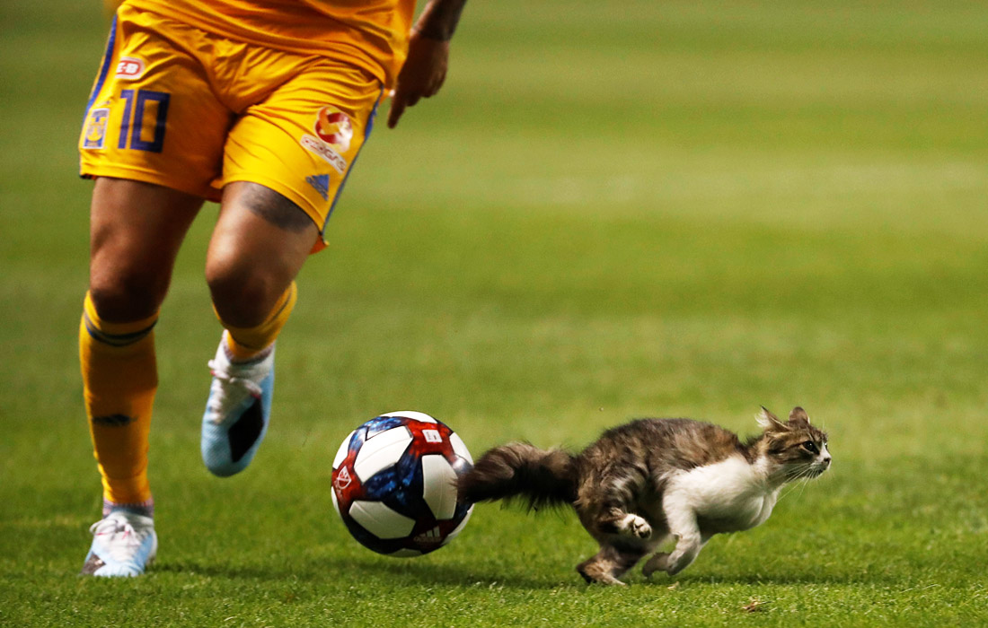 Кот решил поиграть в футбол на стадионе в Солт-Лейк-Сити