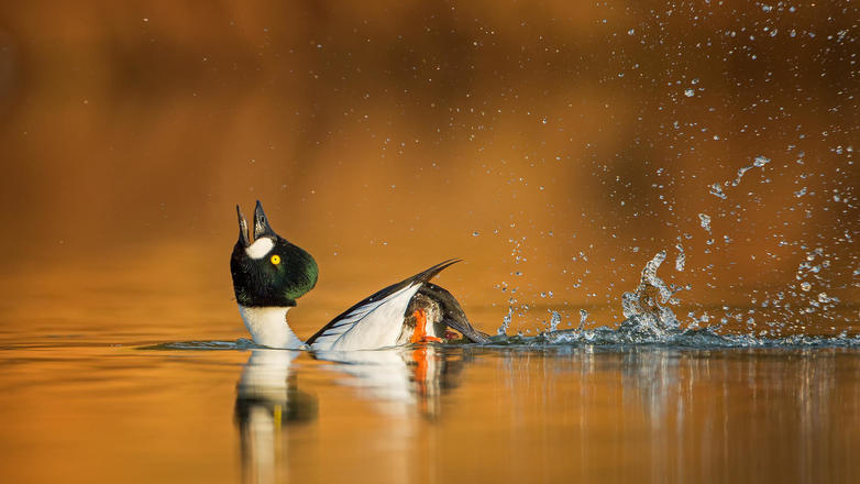 красивые фото птиц года от Bird Photographer of the Year 2019