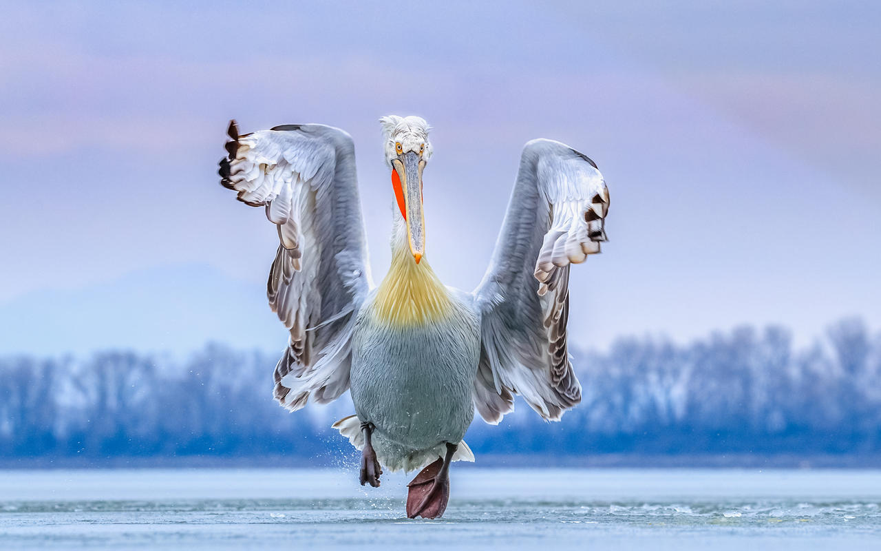 Лучшее фото года Running Pelican от  Caron Steele