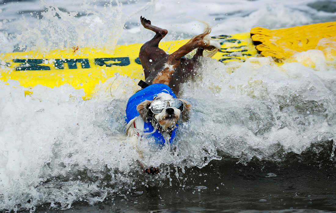 Серфингом уже и собаки занимаются