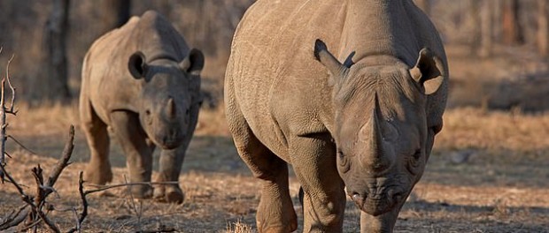 Черные носороги подрались на камеру в Намибии