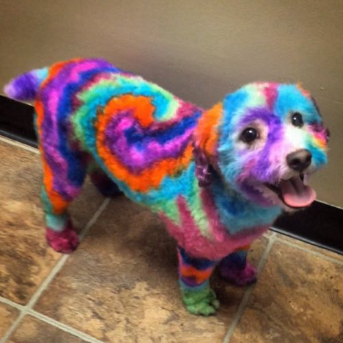 цветной пес