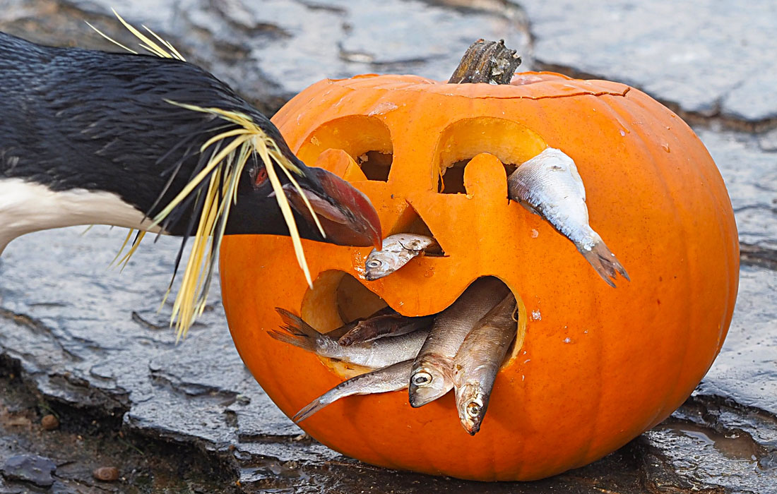 В Британском зоопарке Уипснейда животные уже отмечают Хеллоуин 