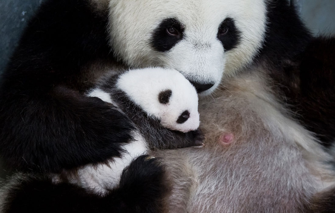 Новорожденный детеныш панды в Берлинском зоопарке
