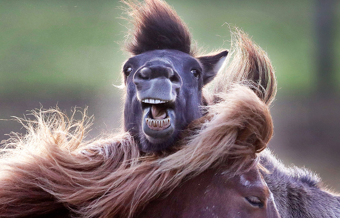 Позитивные эмоции лошадей в немецком Верхайме