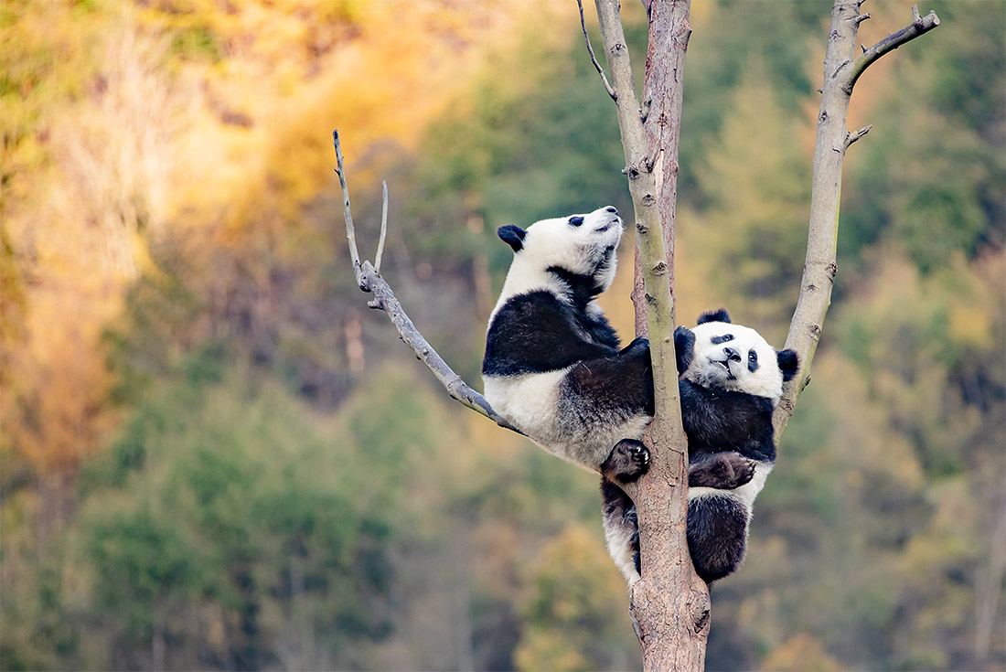 Панды в в китайской провинции Сычуань