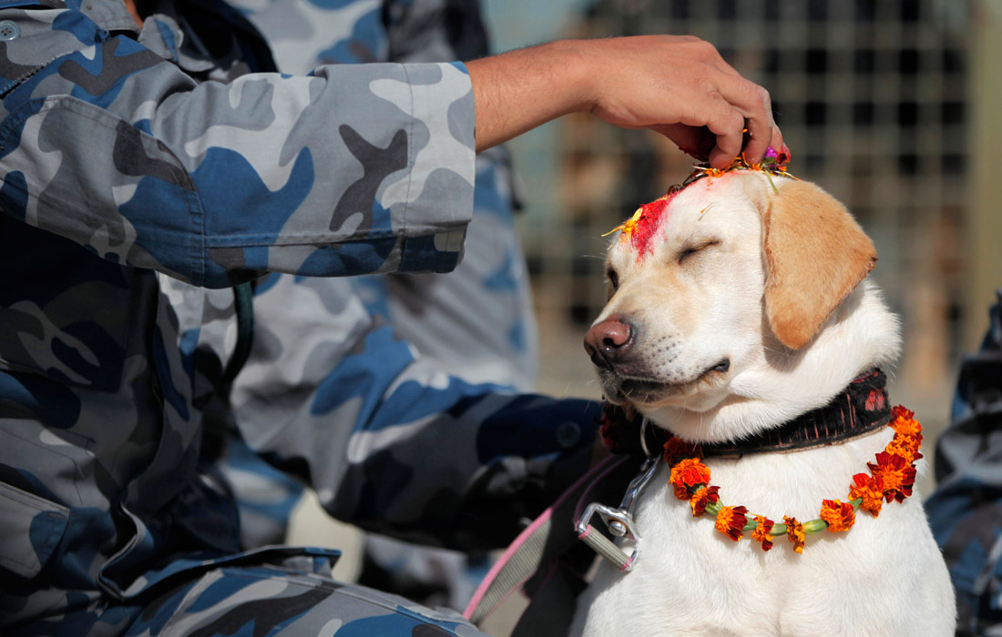  В Непале прошел день почитания собак