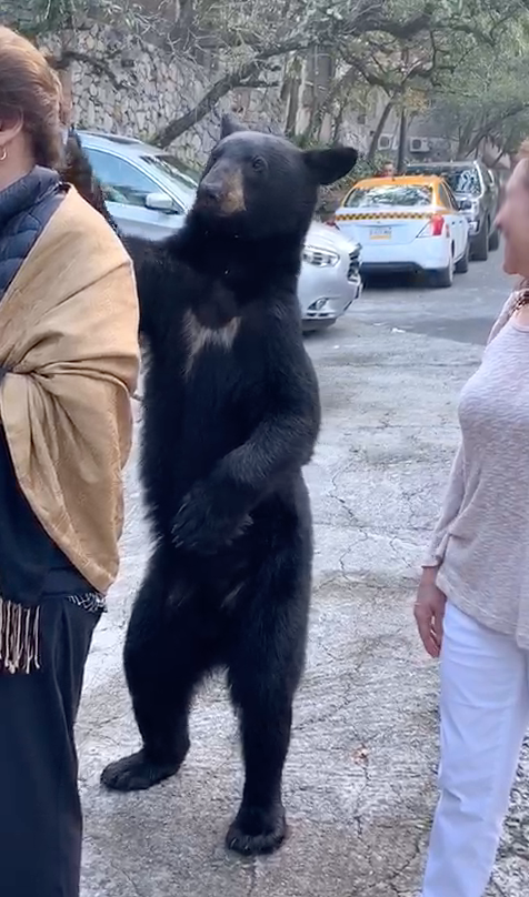 bear2